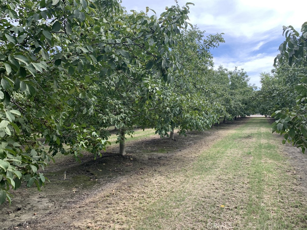 a view of a yard with a tree