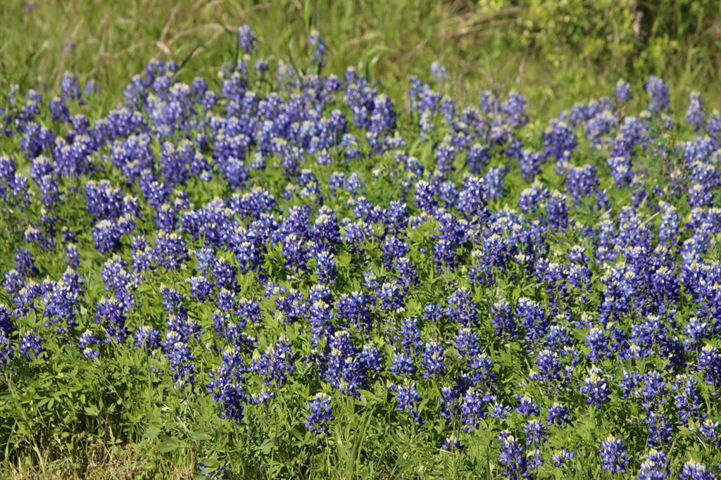 a picture of flowers