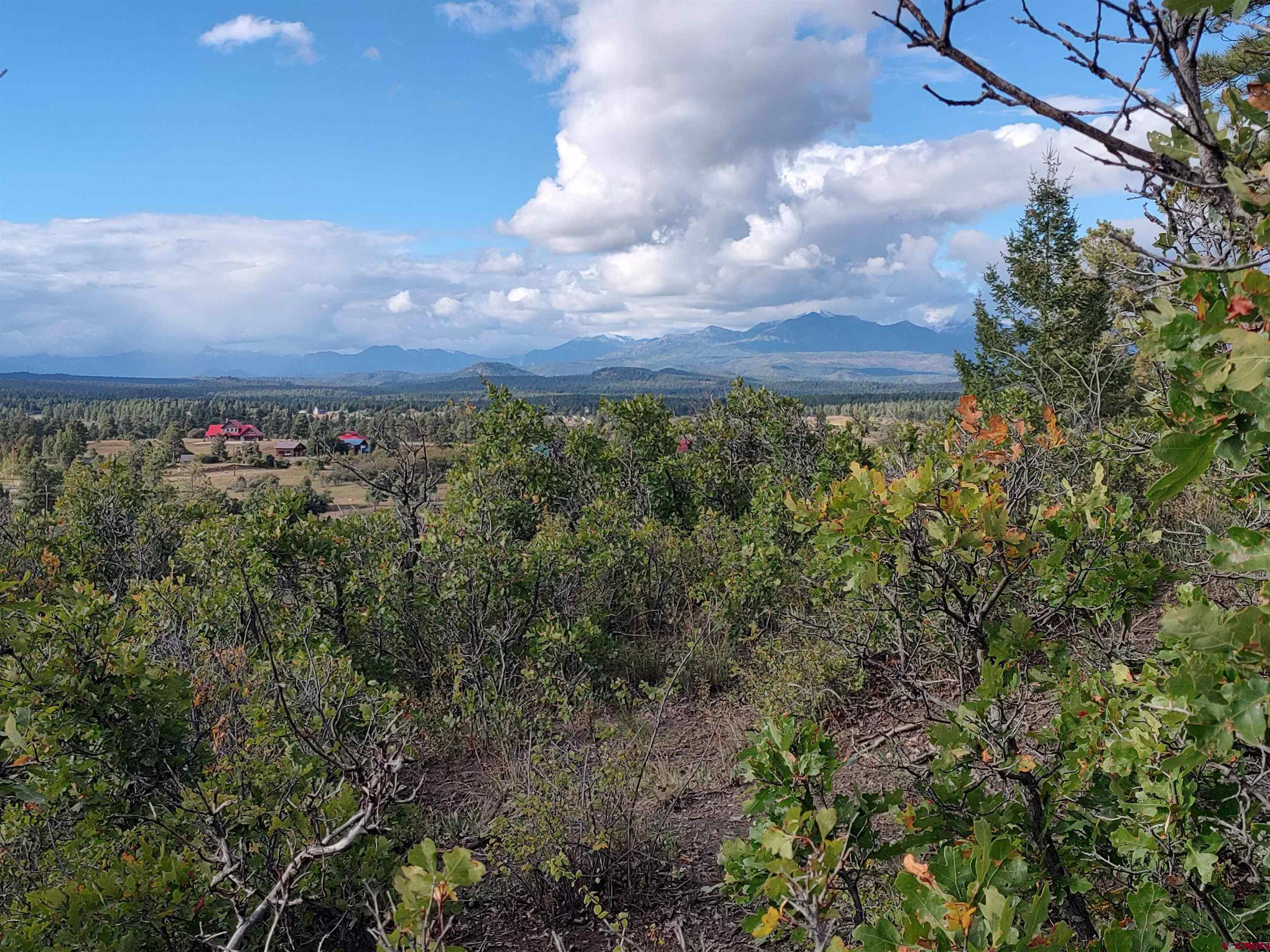 a view of a bunch of trees and bushes