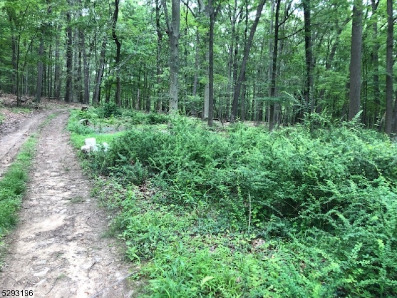 a view of forest