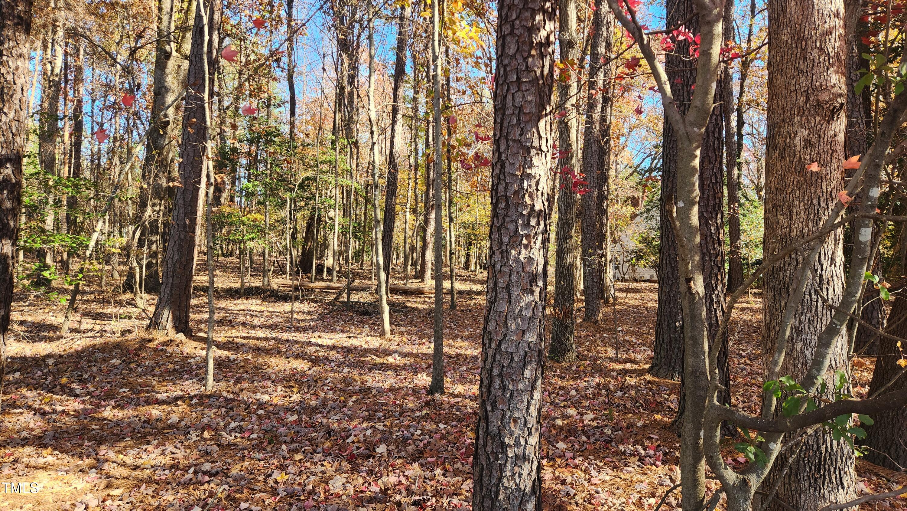 a view of a forest with trees