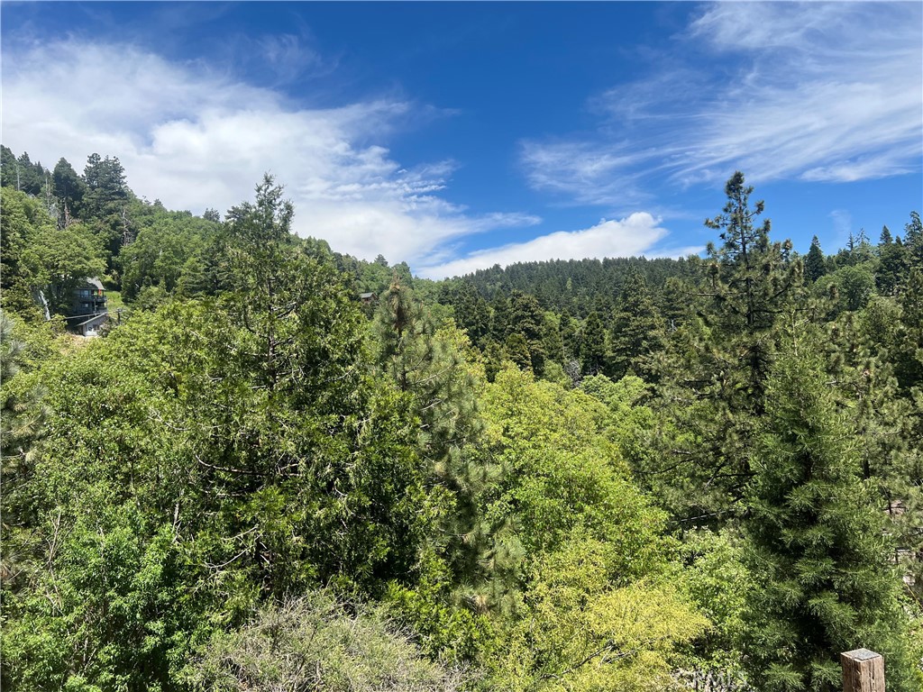 view of a bunch of trees