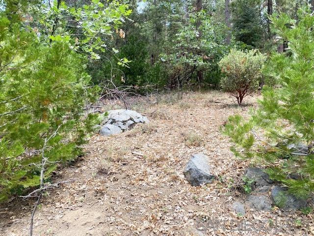 a view of a forest with a tree