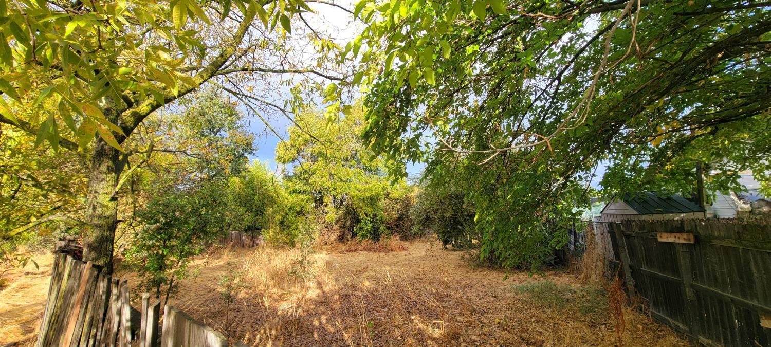 a view of plants and trees