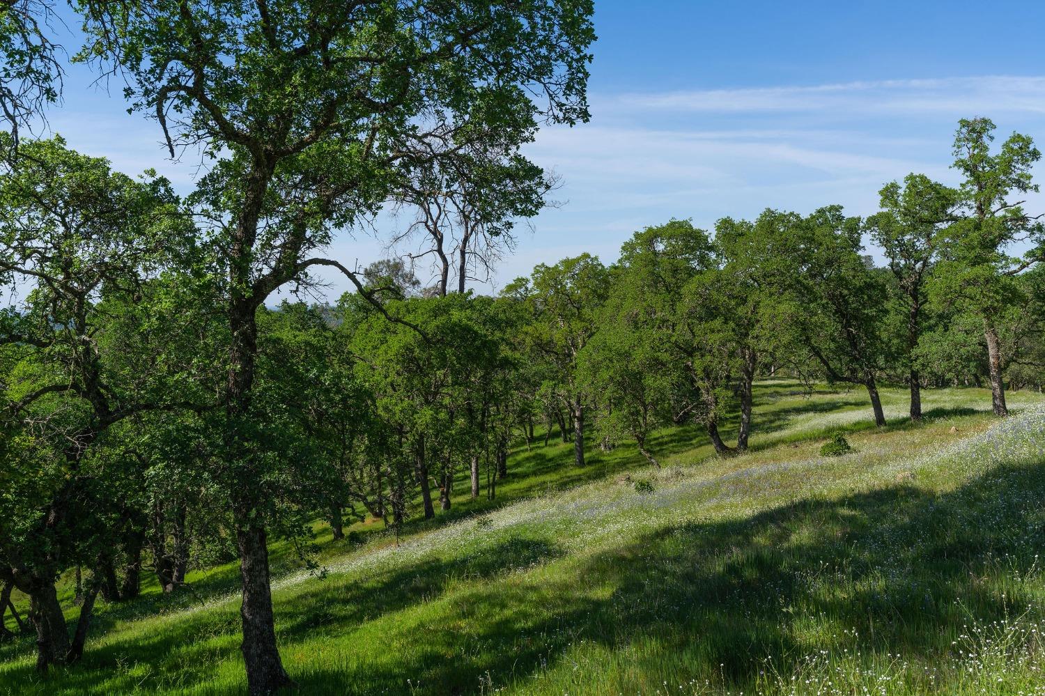 a view of a field with a tree