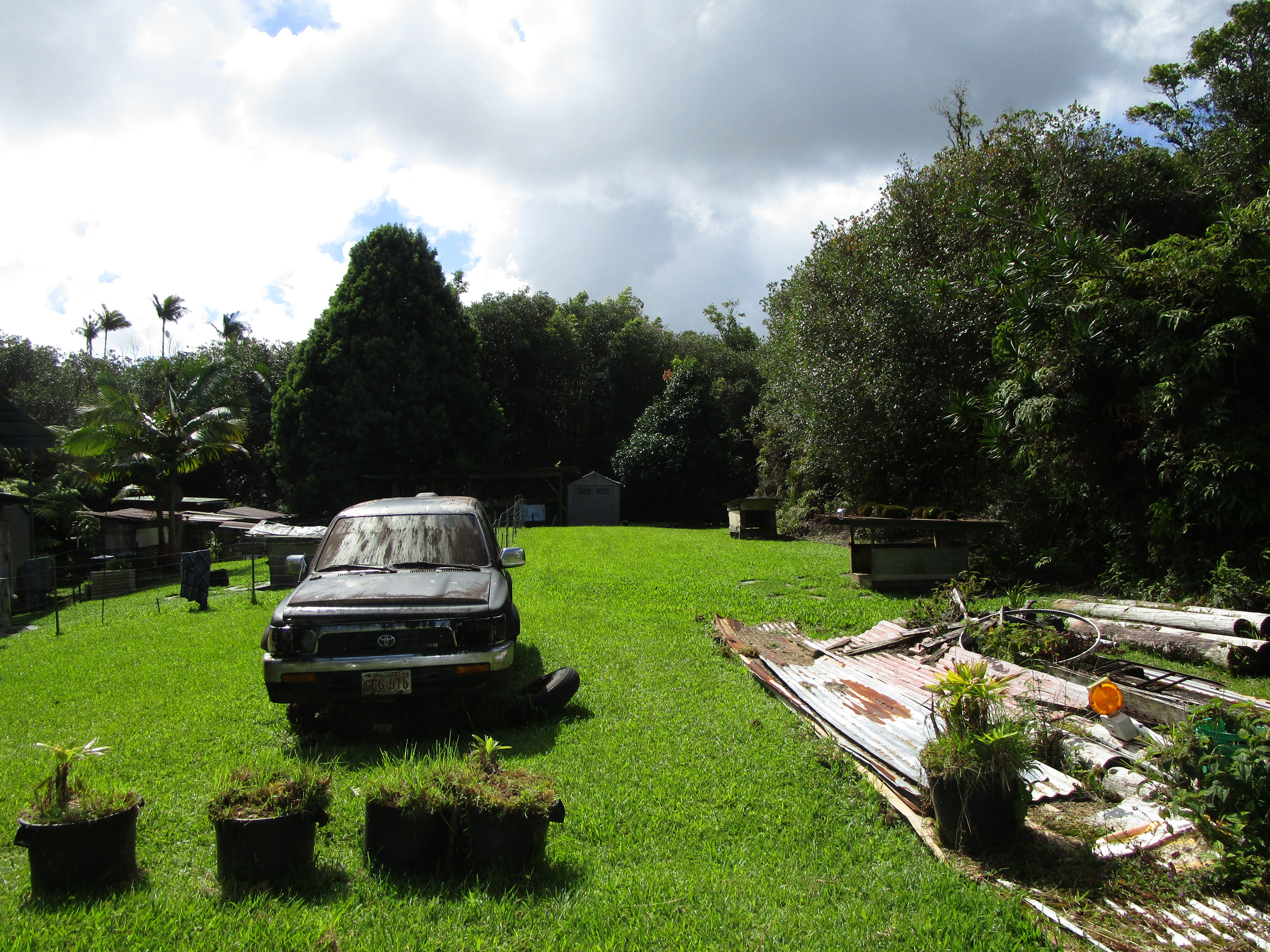 a view of a garden with plants and a fountain