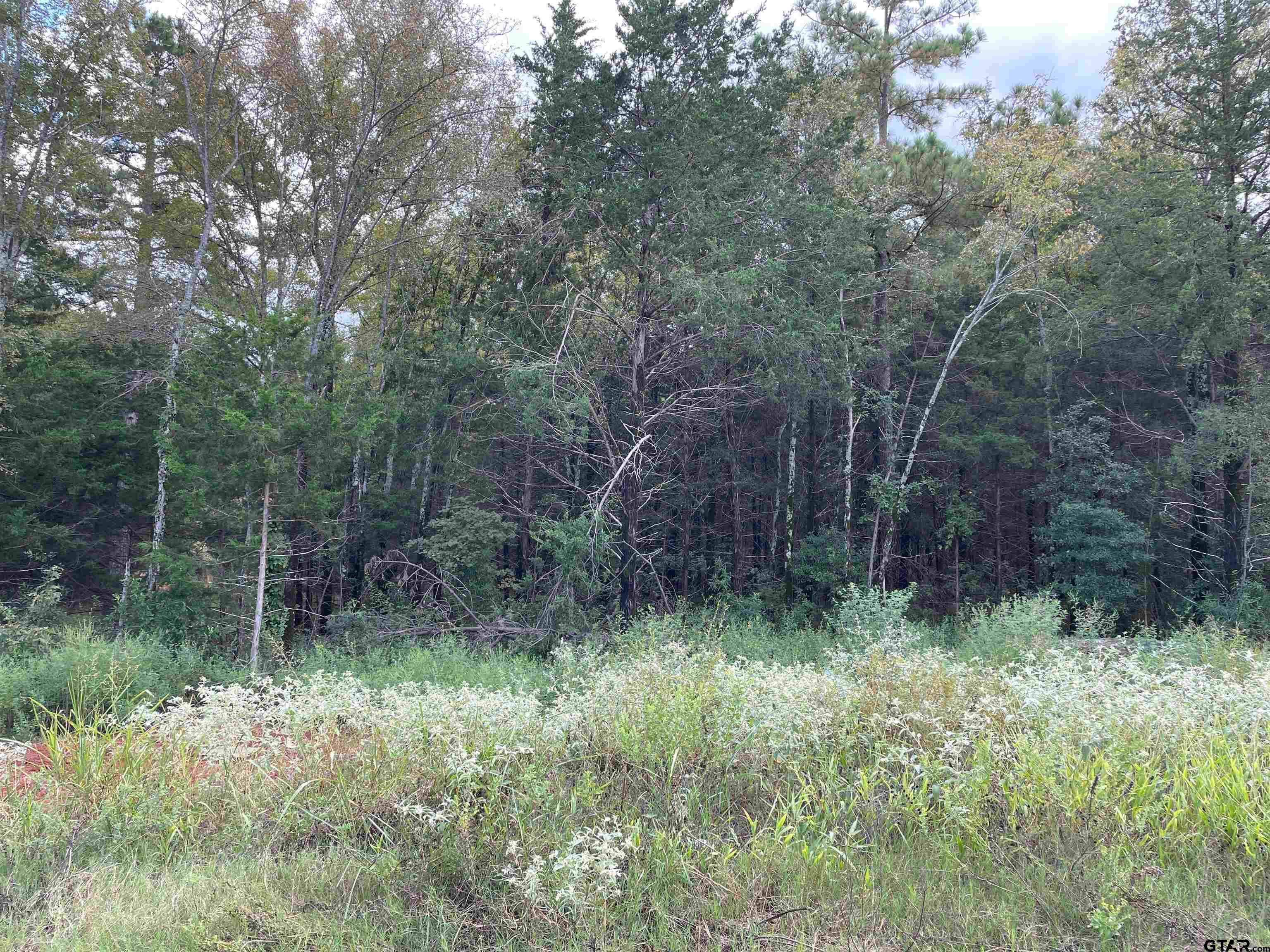 a view of a forest that has a tree