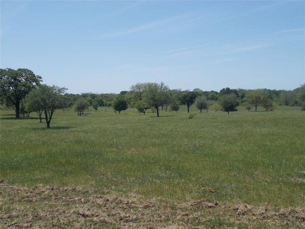 a view of a big yard with a large tree