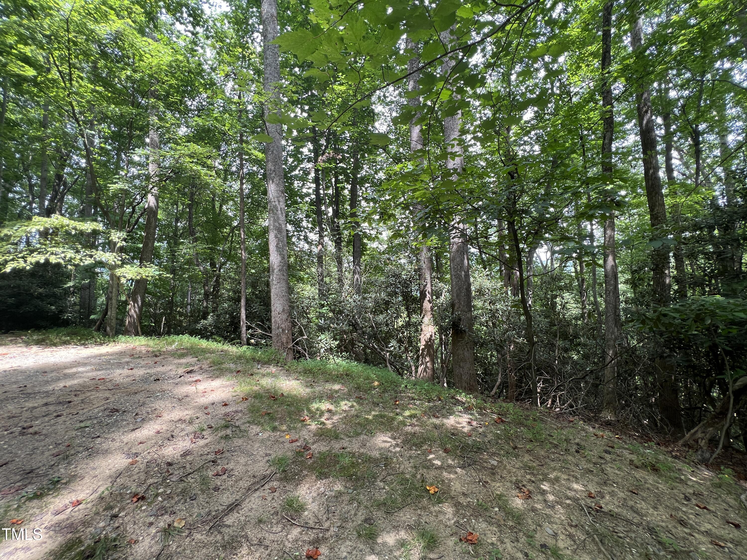 a view of a forest with trees in the background