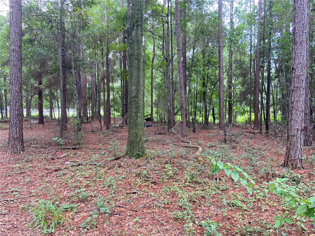 a view of a forest with trees in the background