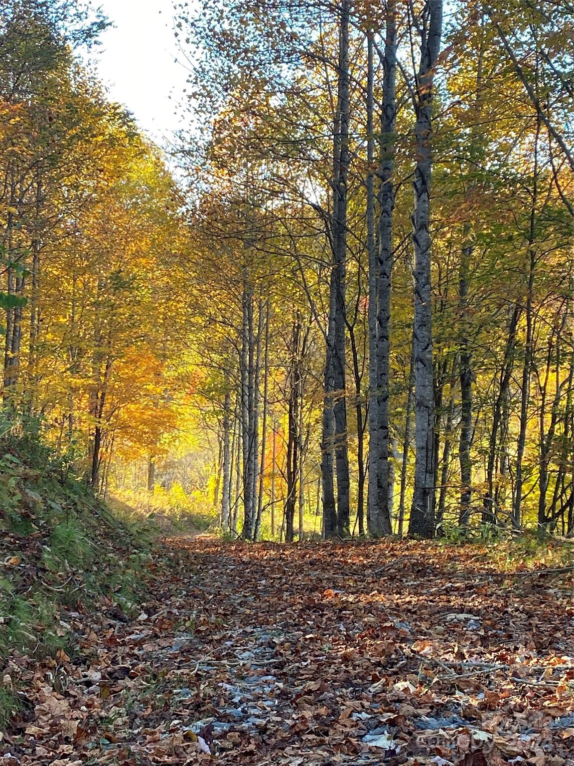 a view of road and trees