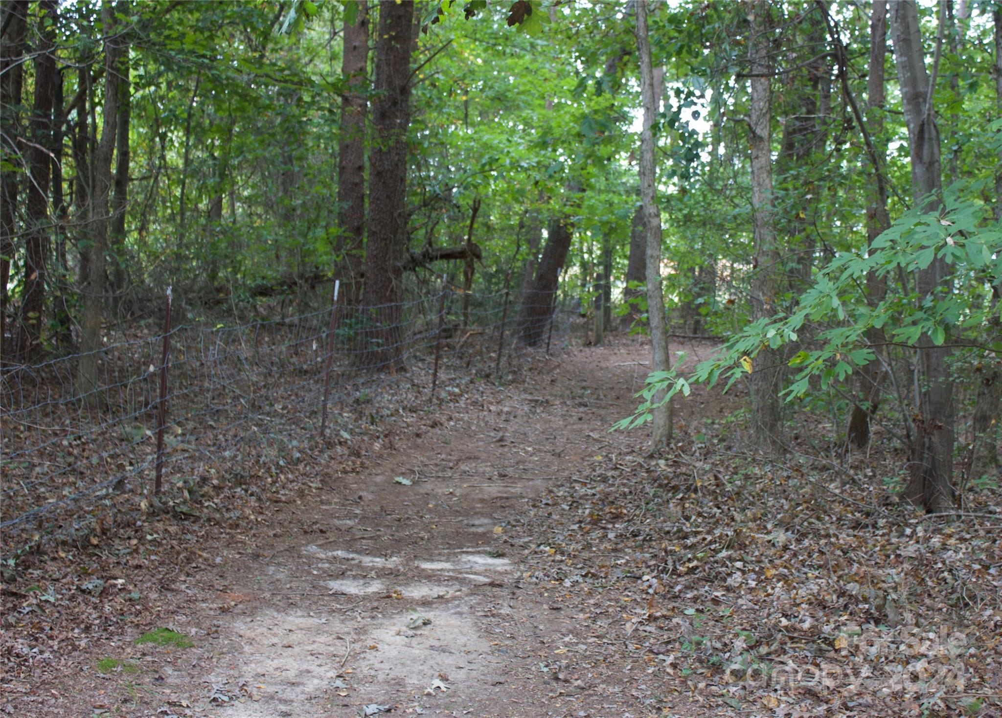 a view of a forest that has large trees