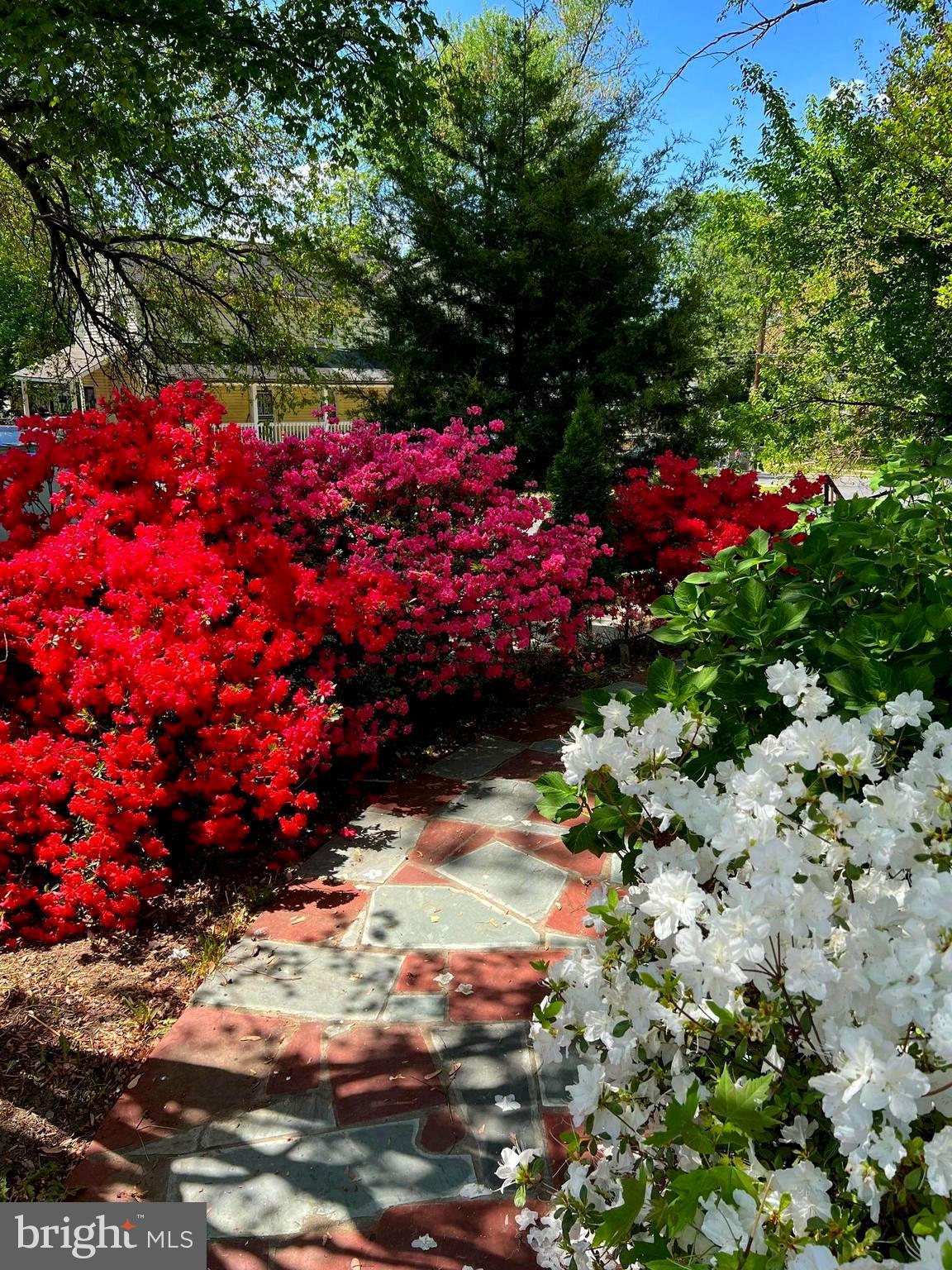 a view of a backyard