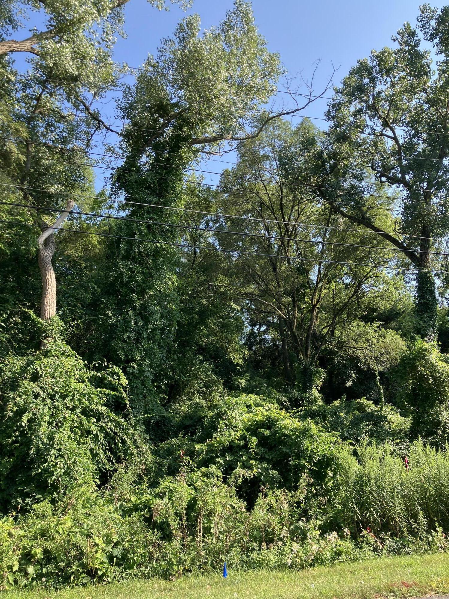 a view of a lush green forest