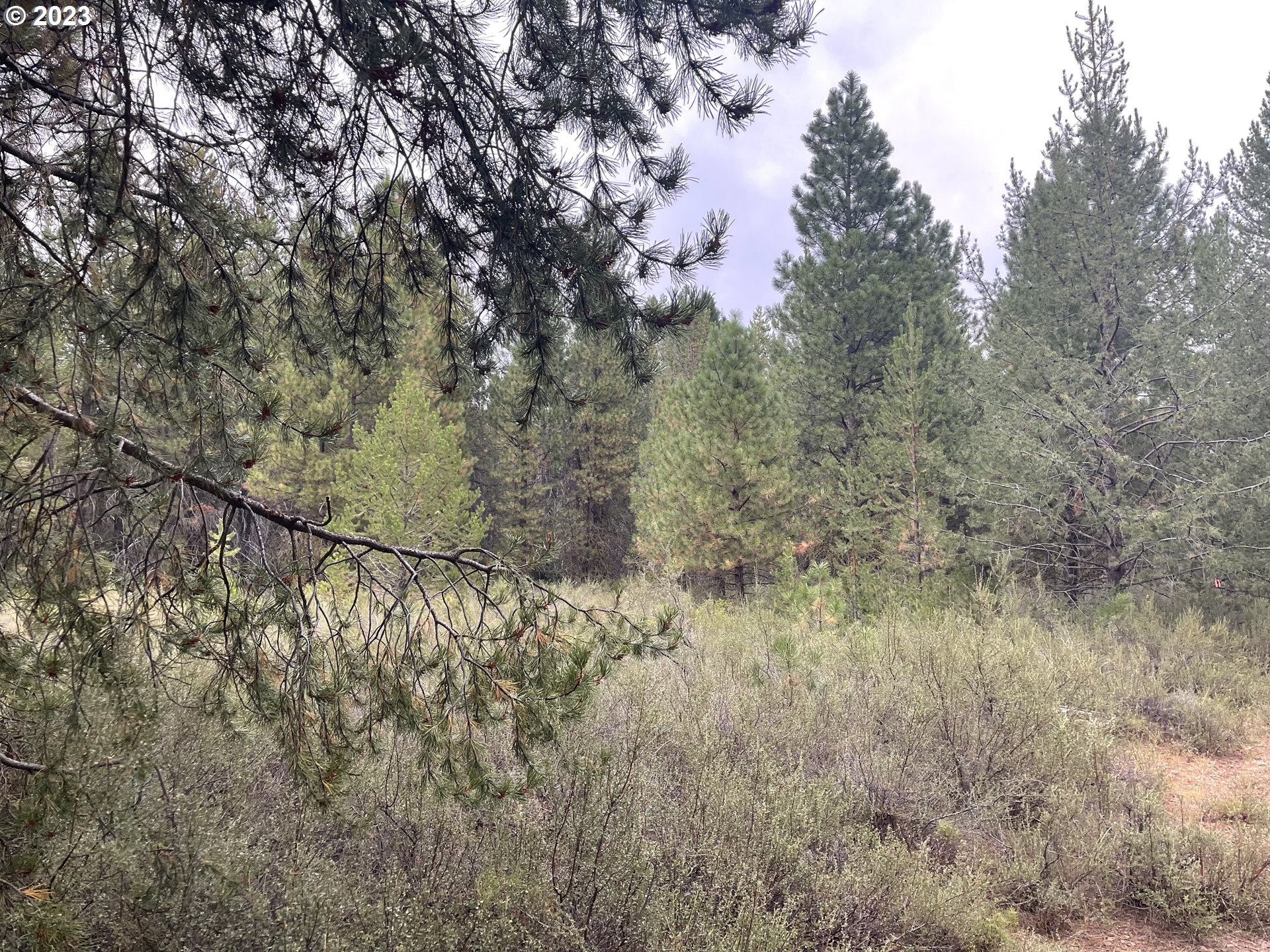 a view of a covered with large trees