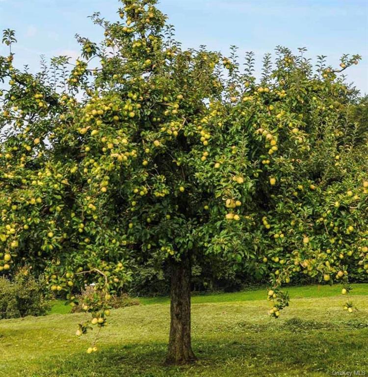 a view of a tree in a yard