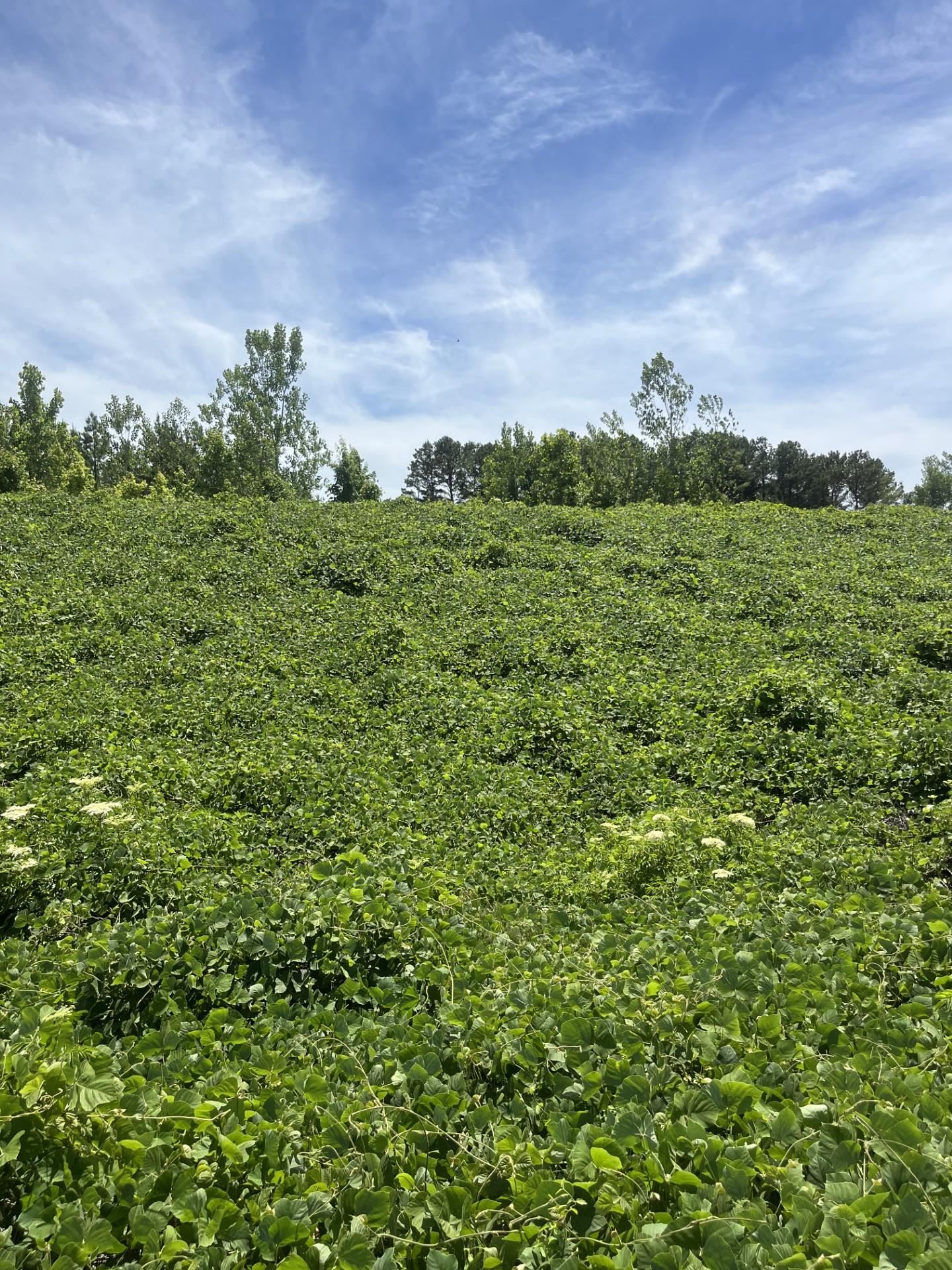 a view of a big yard with plants and large trees