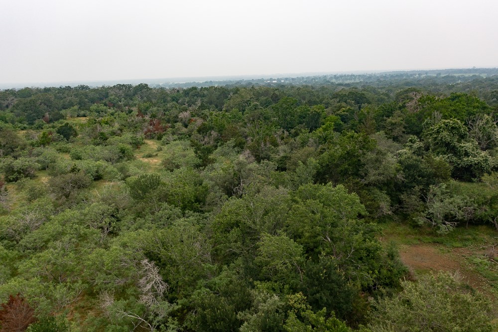 a view of a forest with a street