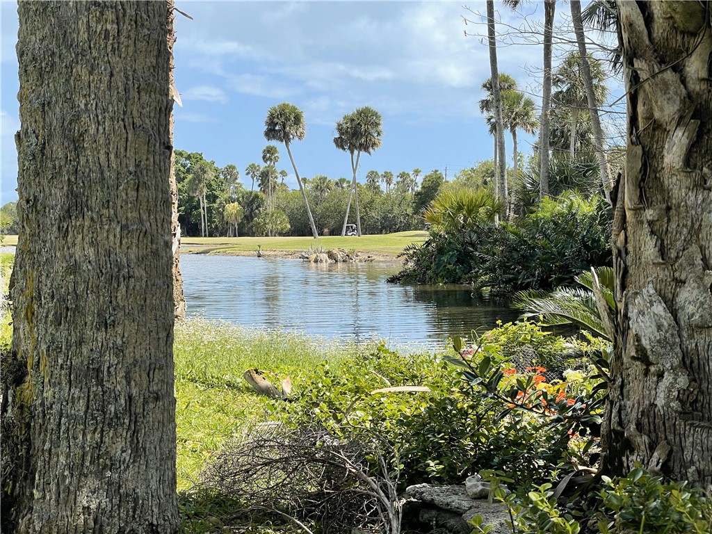 a view of a garden with a tree