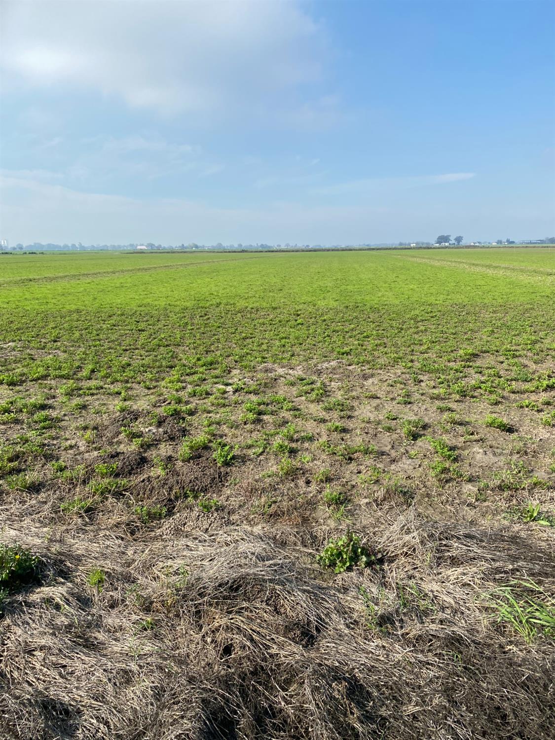 a view of a field with an ocean