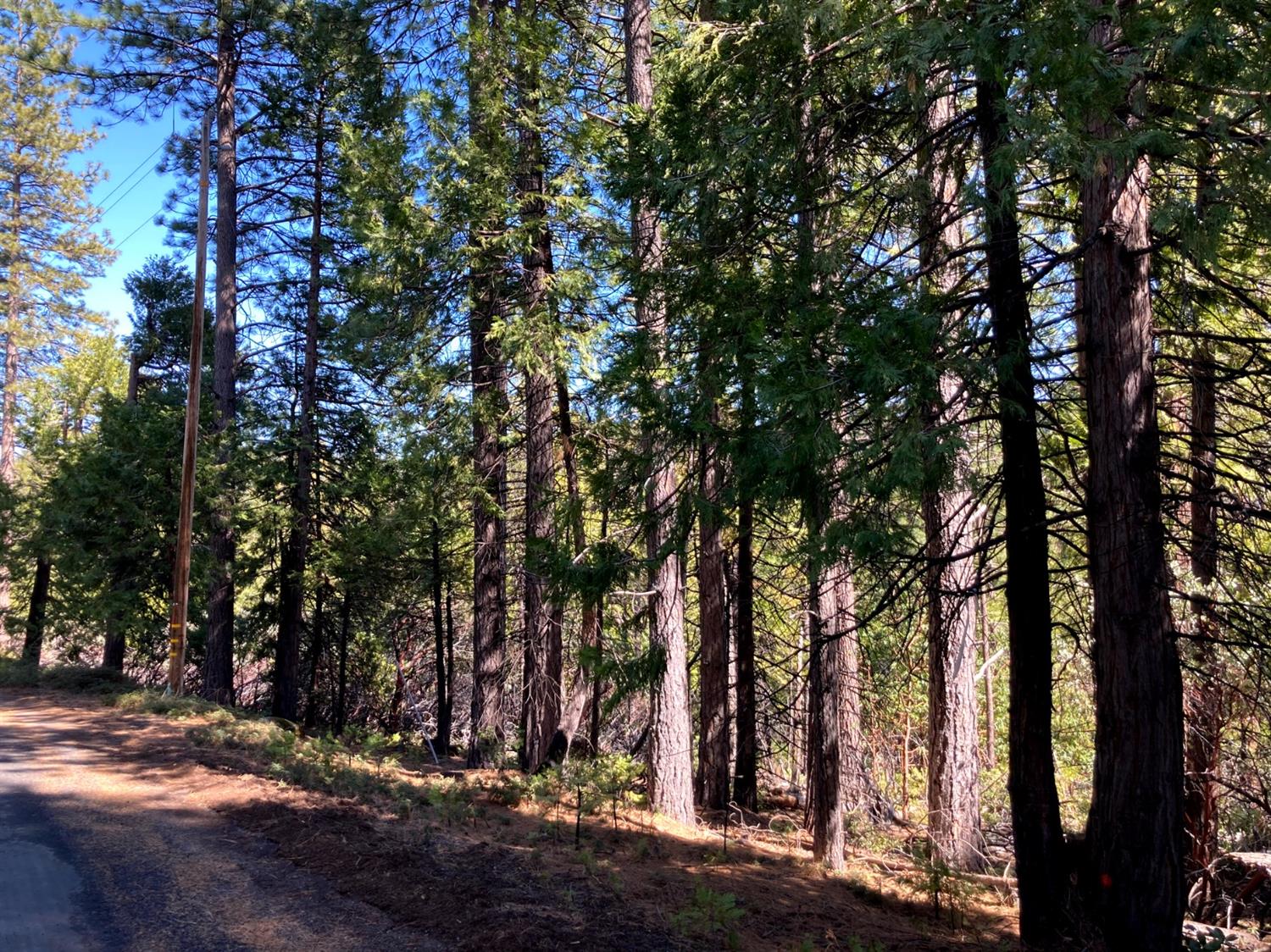 a view of a yard with large trees