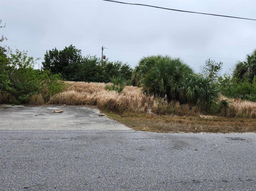 a view of a dry yard with trees