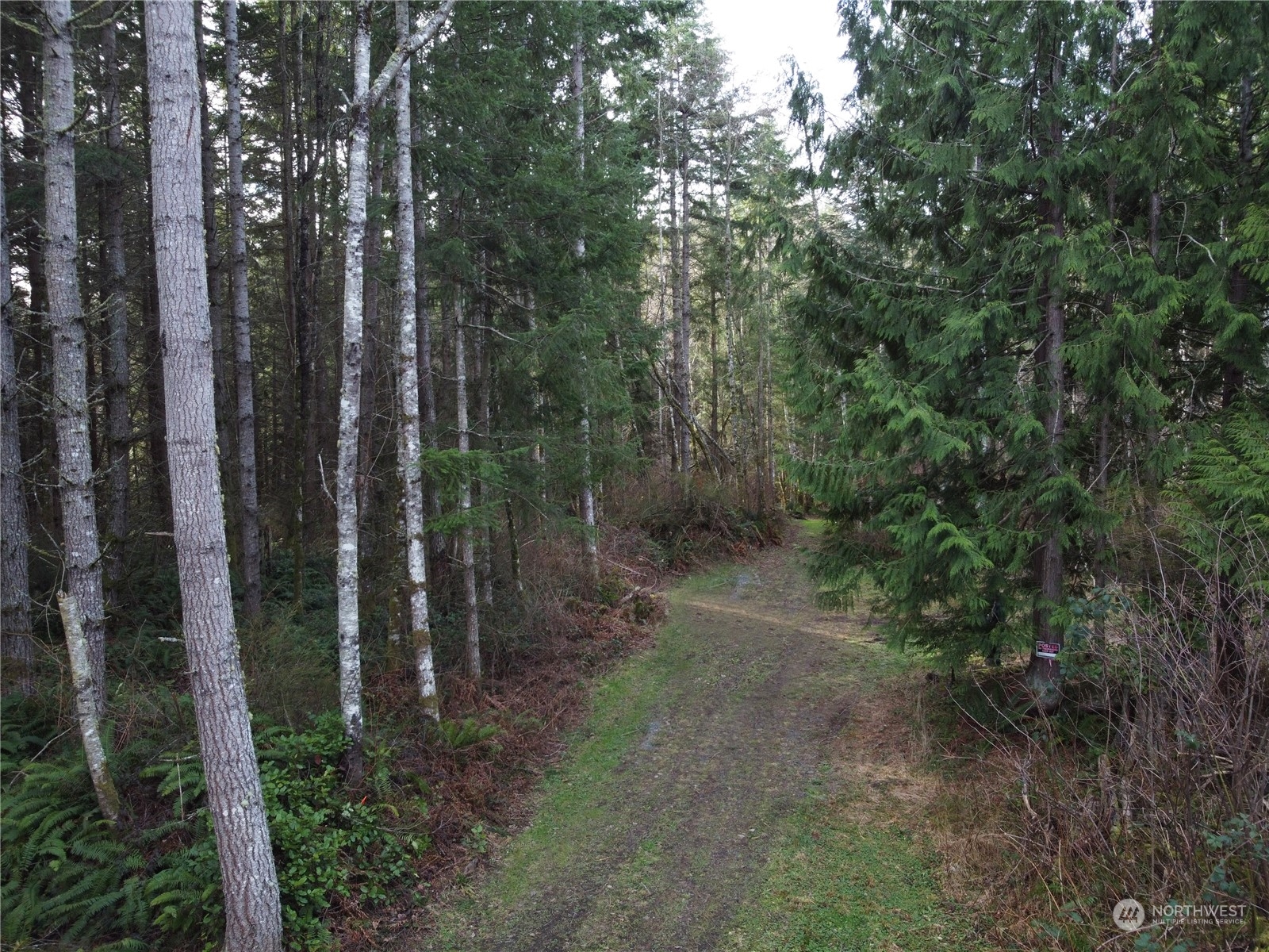 a view of a forest with trees in the background