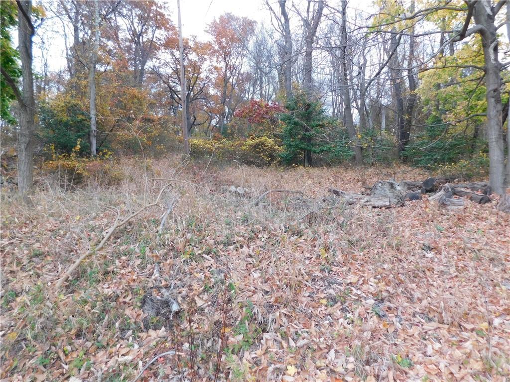 a view of a forest with trees in the background