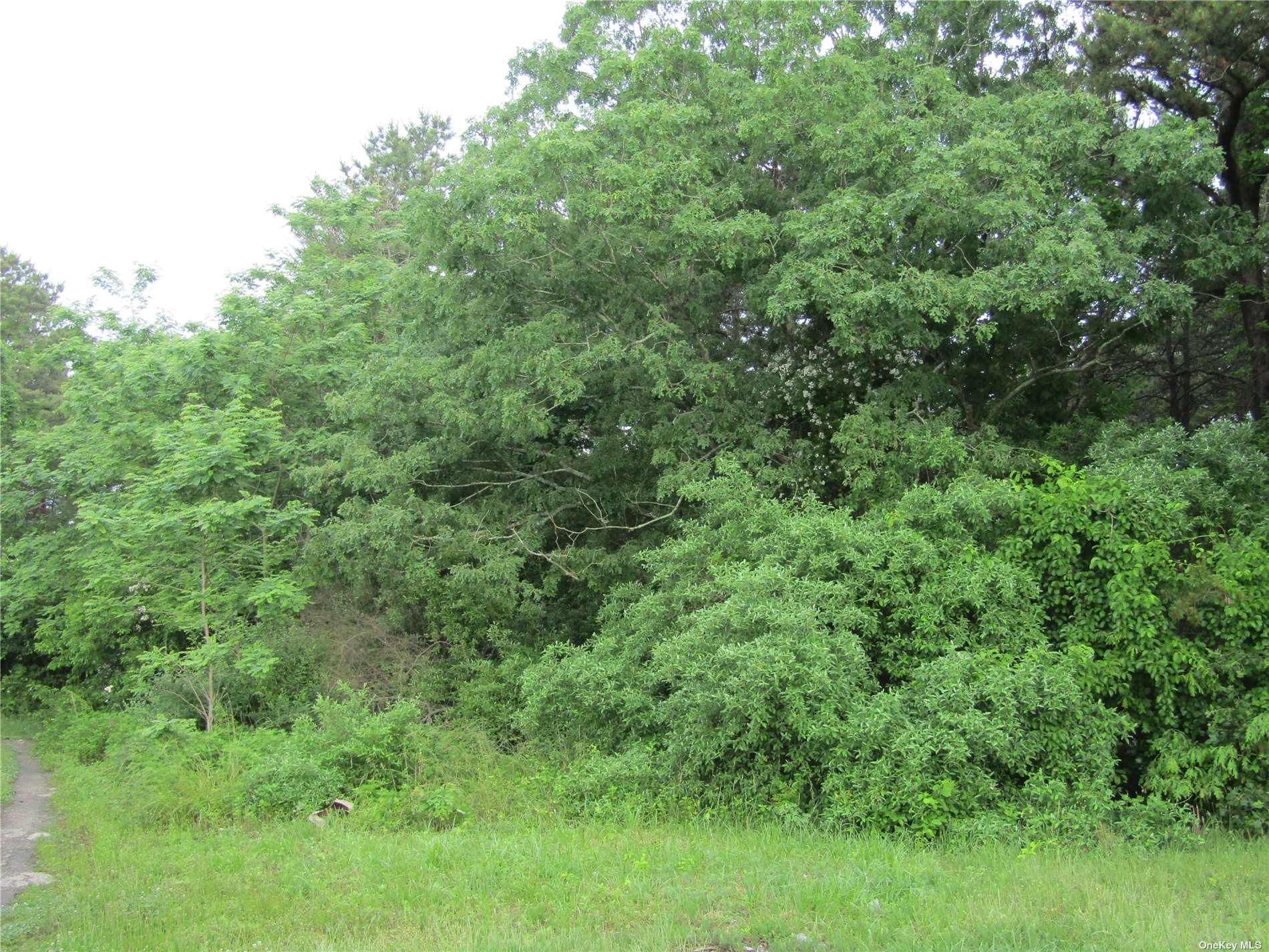 a view of a lush green forest with lawn chairs and plants