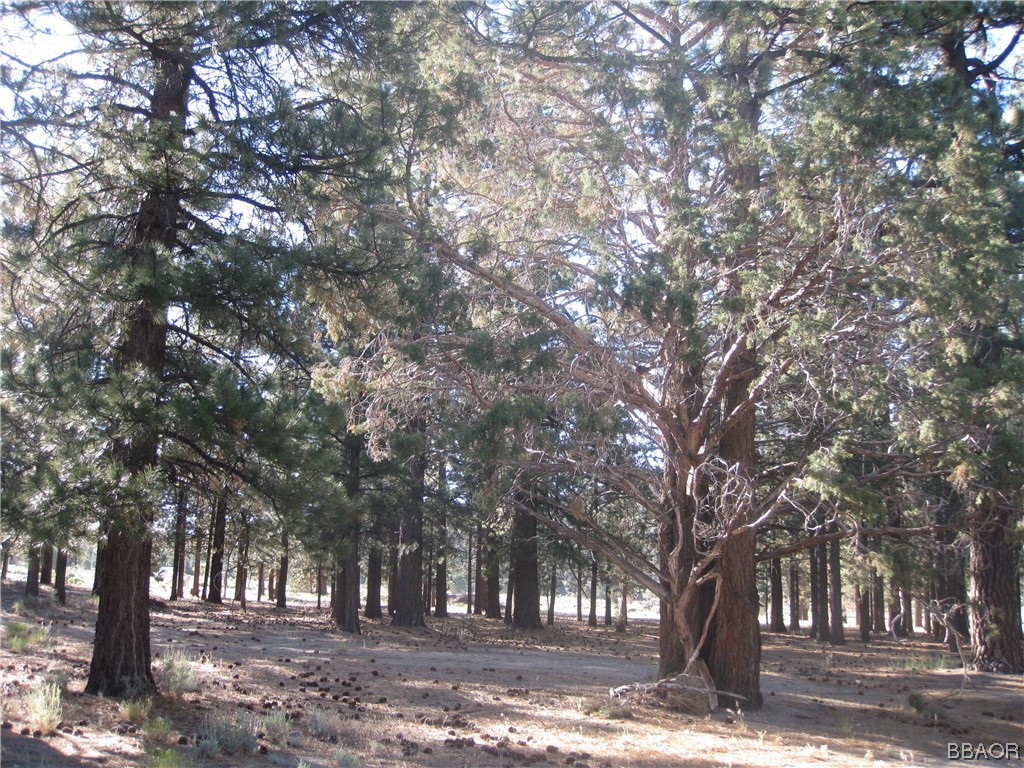 a tree in the middle of forest