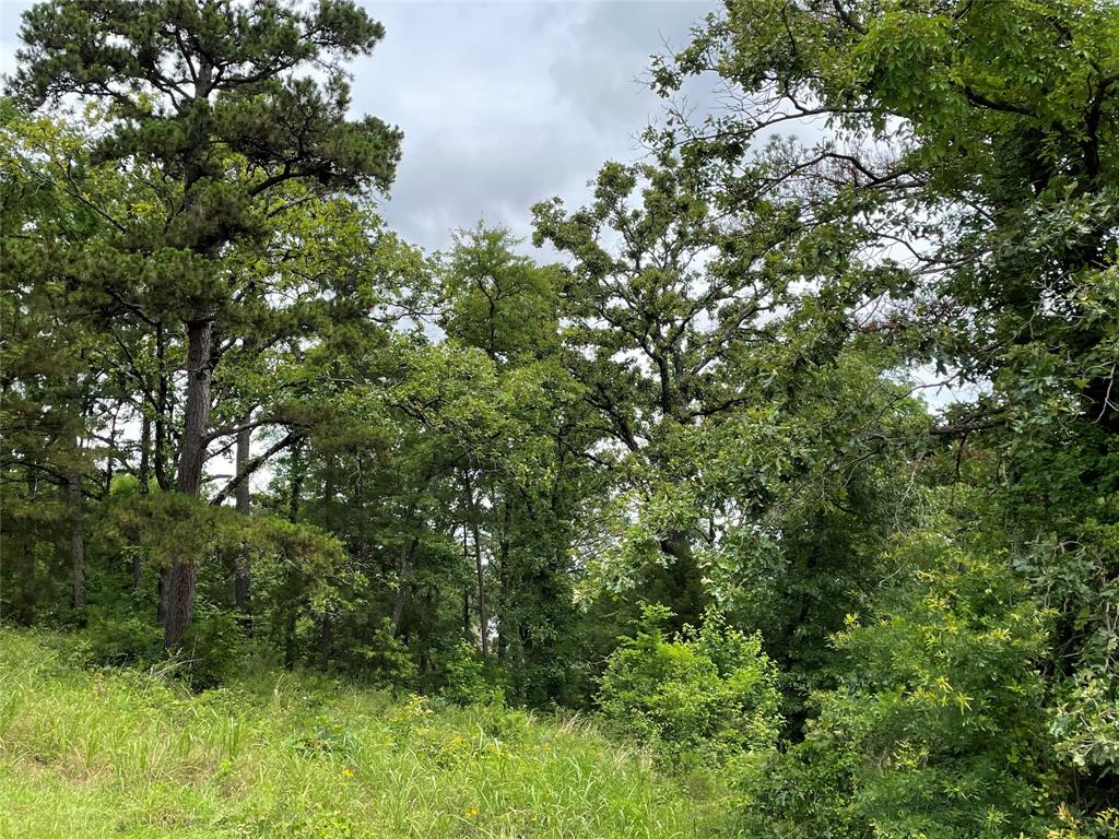 a view of a lush green forest