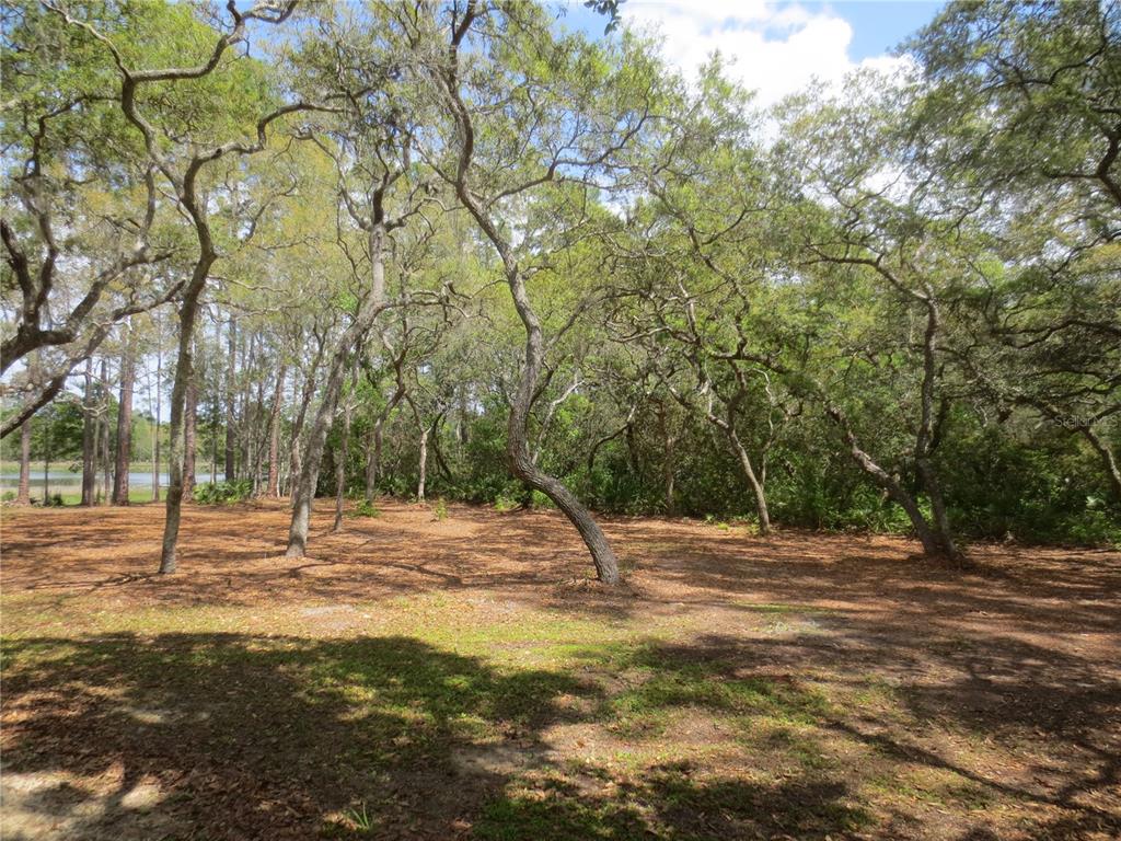 a backyard of water with large trees