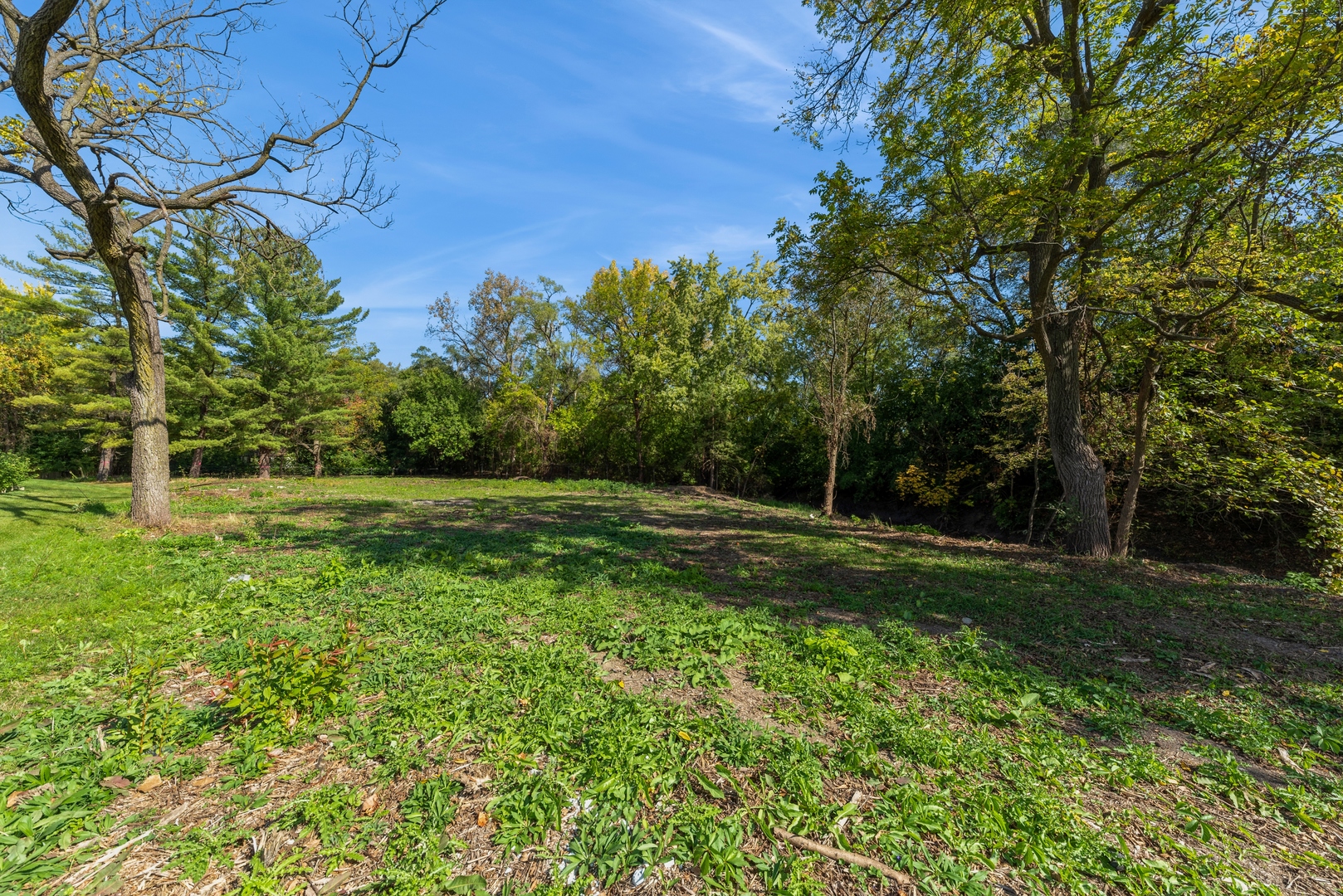 a view of a backyard with large trees