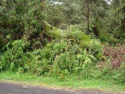 a view of a lush green forest