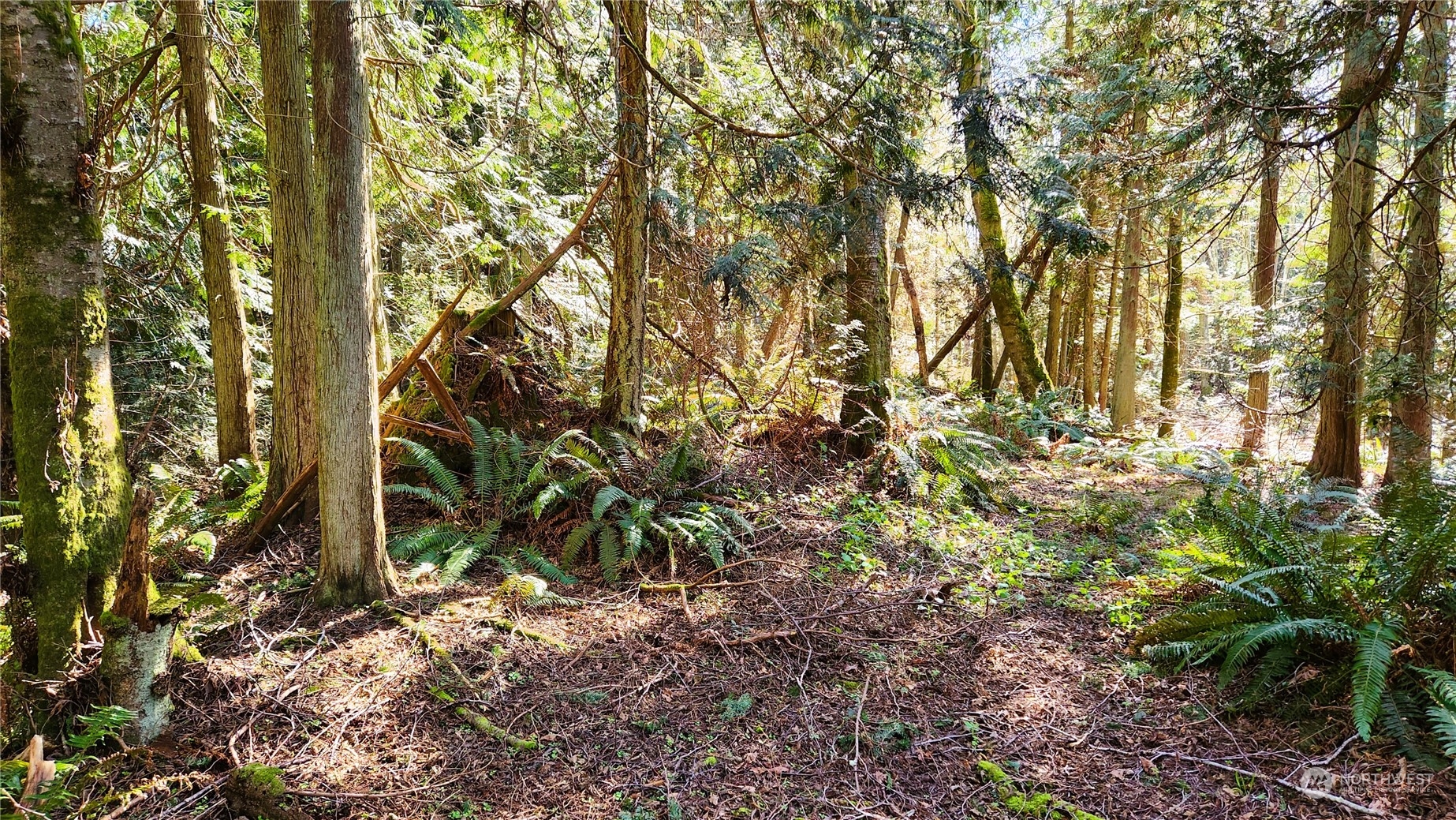 a backyard of a house with lots of trees