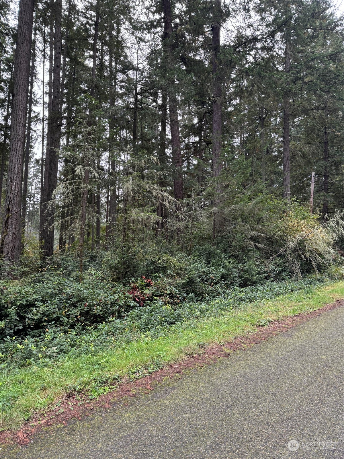 a view of a yard with a tree