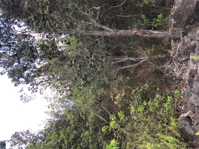 a view of a forest with lots of trees