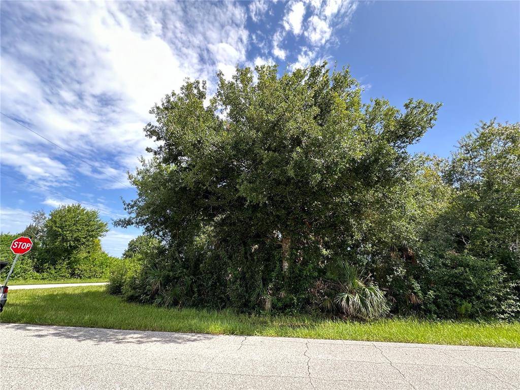 a view of a street with a tree