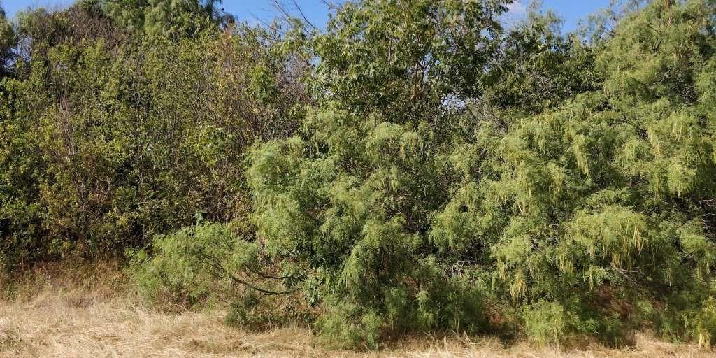 a view of a large yard with lots of bushes