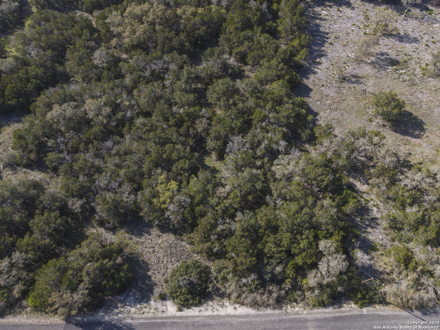 a view of a forest with a tree