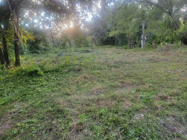 a view of a lush green forest