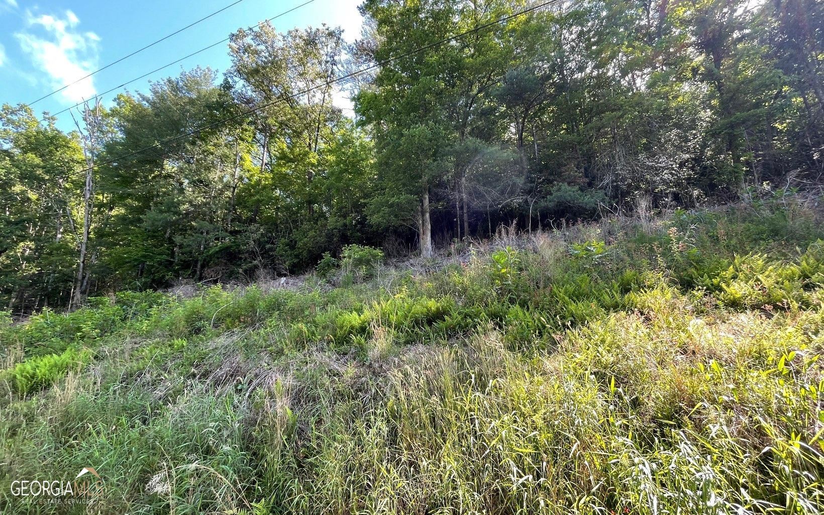 a view of a lush green forest with lots of trees