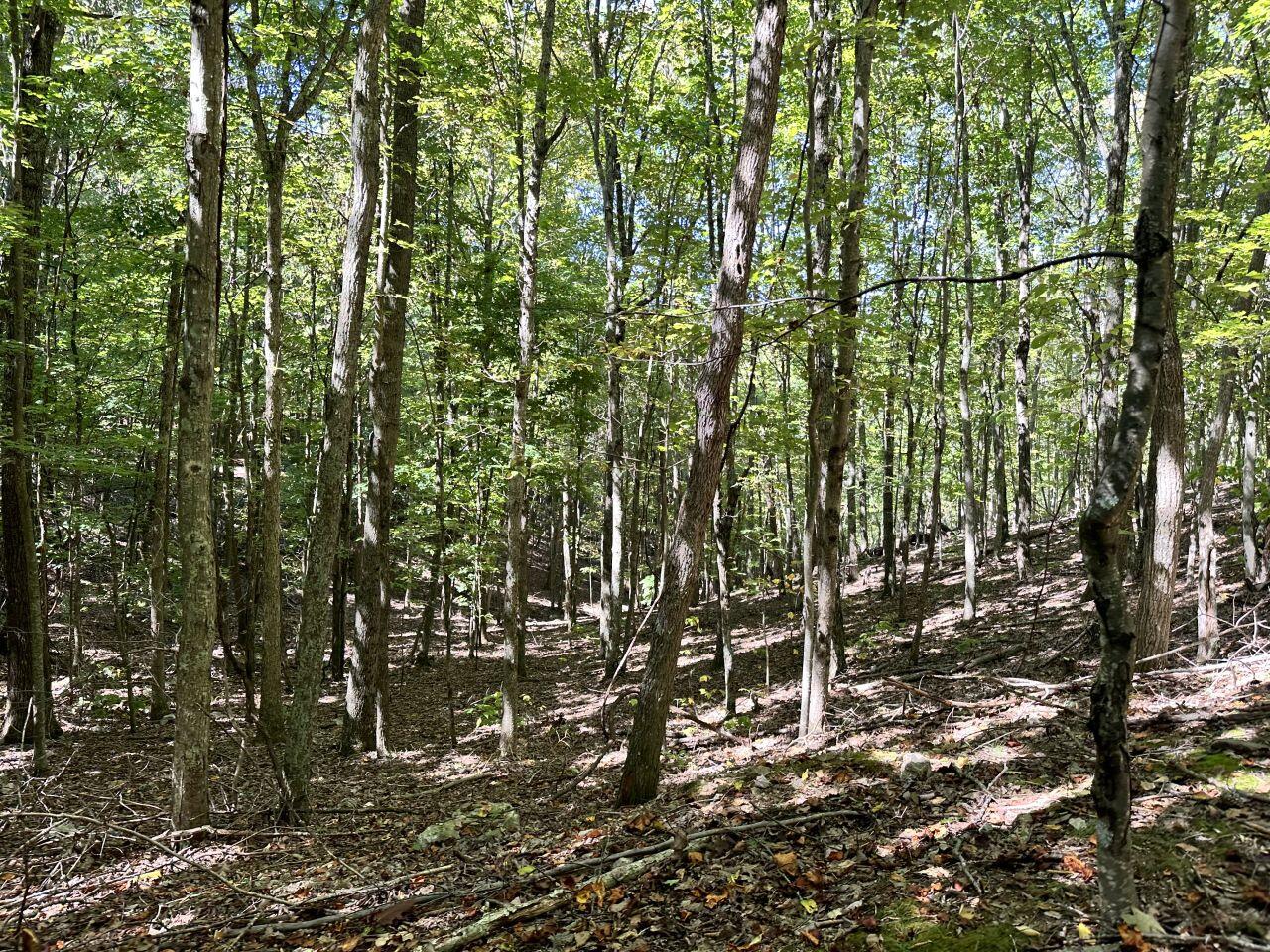 a view of outdoor space with lots of trees