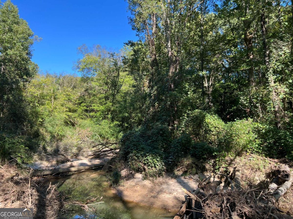 a view of a forest with trees