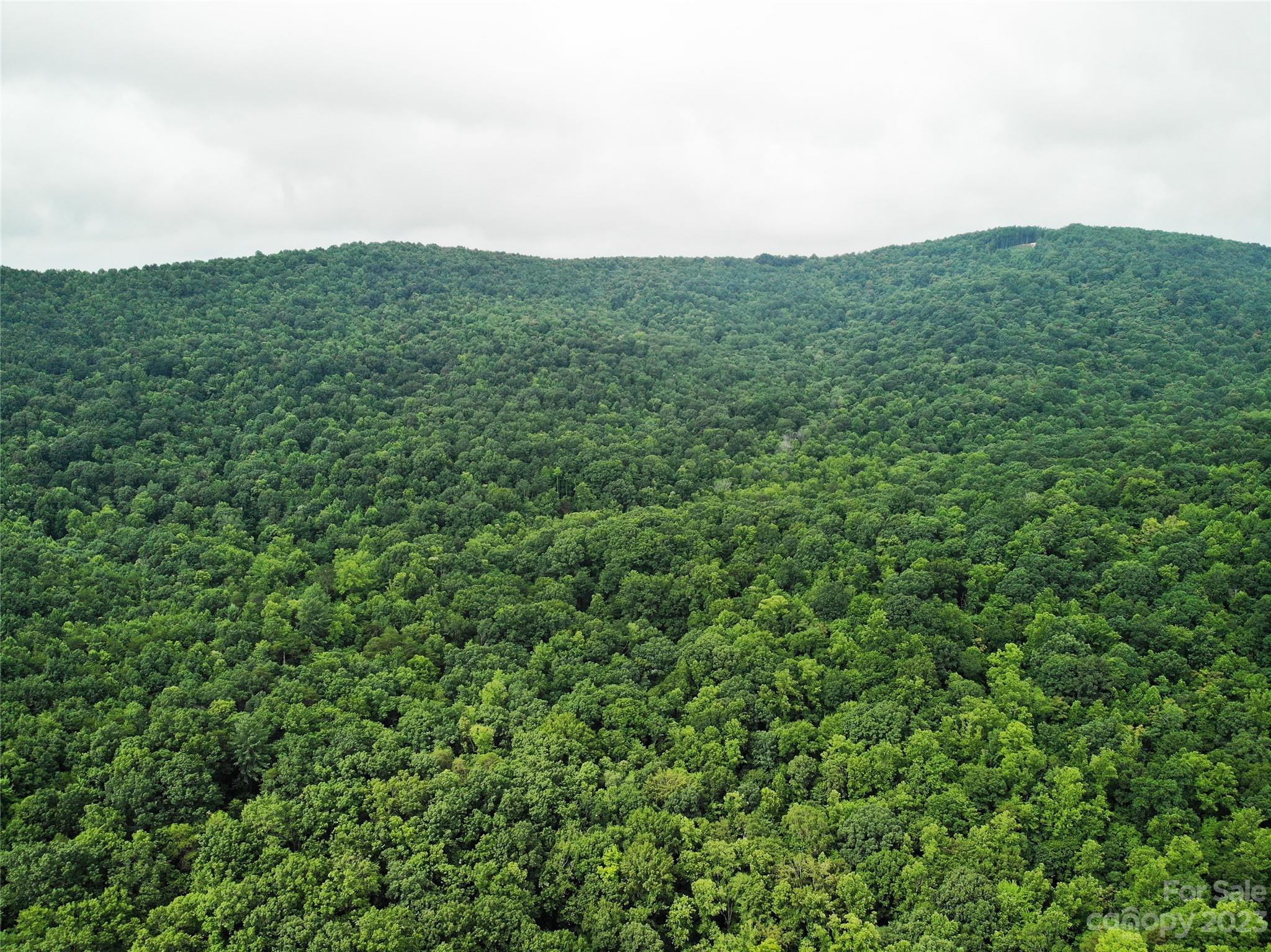 a view of a field with a lush green forest