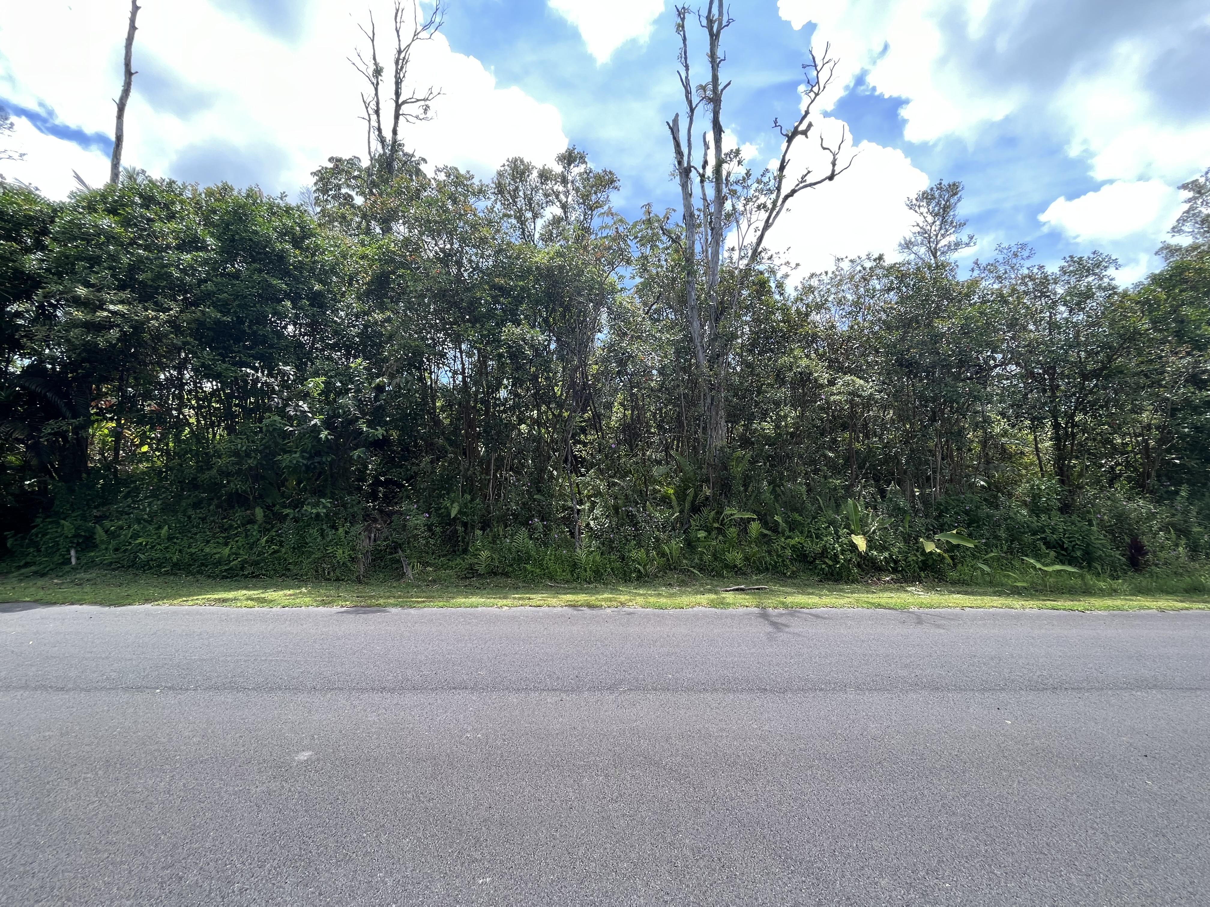 Lush & green vacant lot.