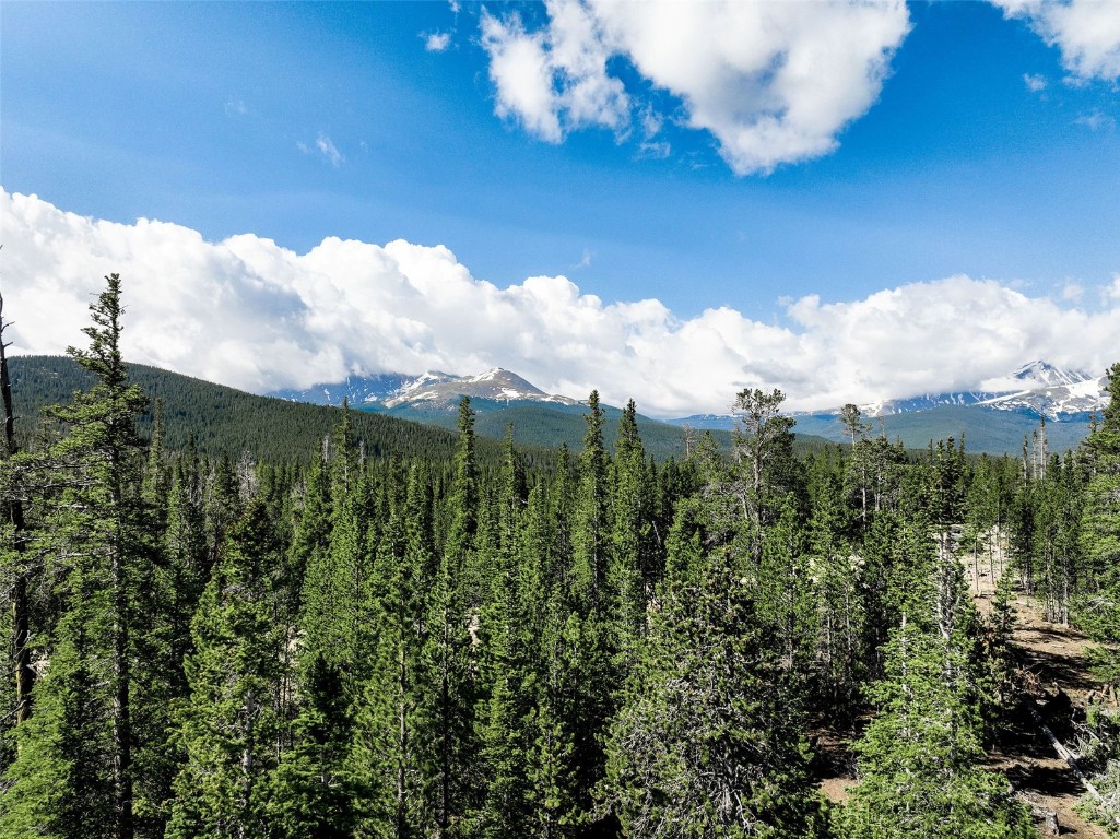 a view of a bunch of trees in the background