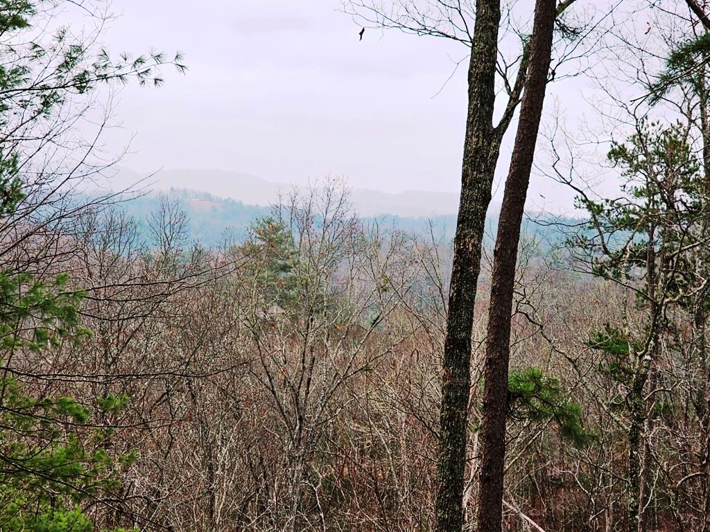 a view of a forest with a tree