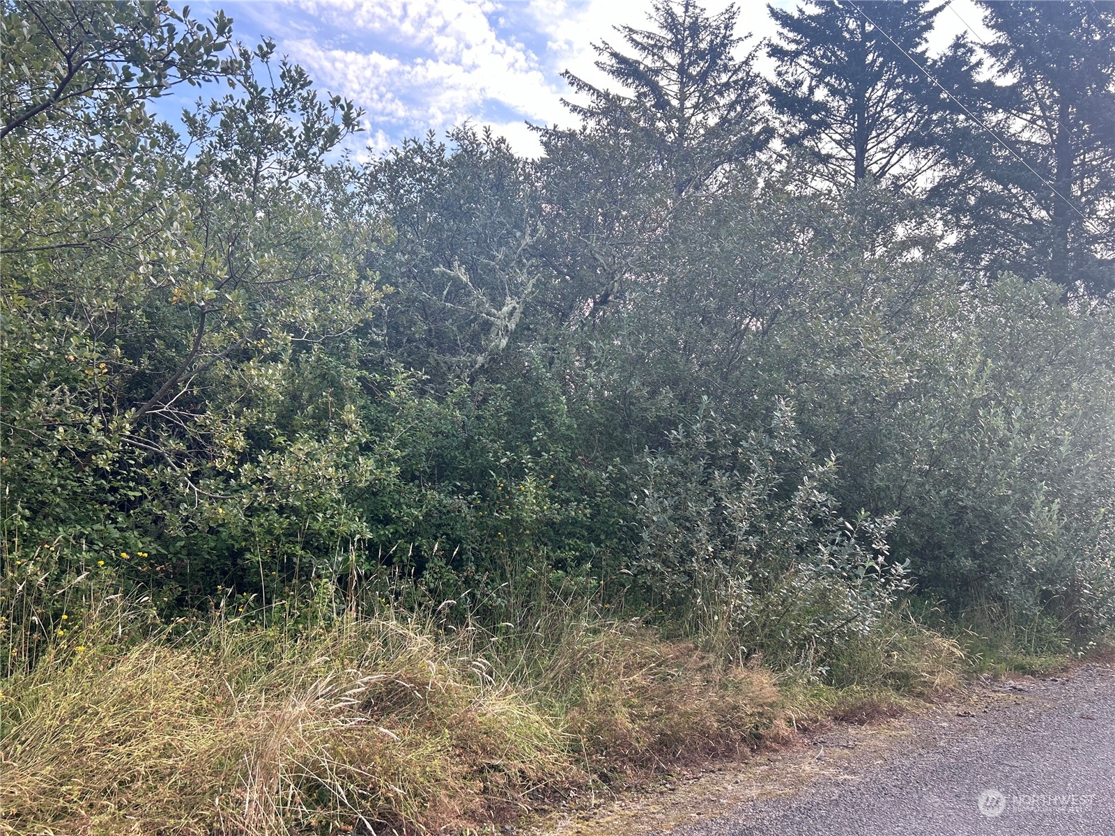 a view of a forest with trees in the background