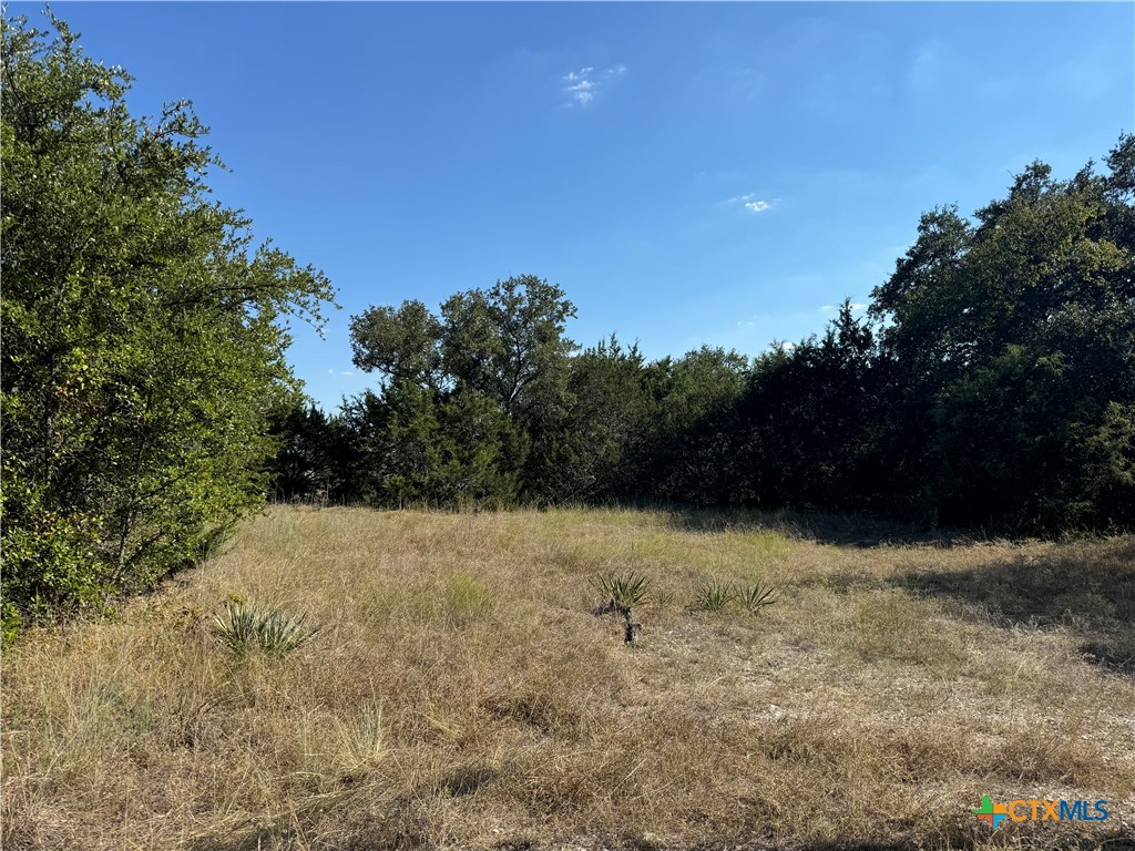 a view of a yard with a tree